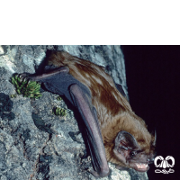 گونه خفاش جنگلی بزرگ Giant Noctule 